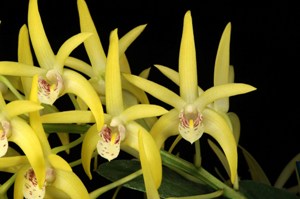 Dendrobium Starbright Cowabunga HCC/AOS 76 pts.